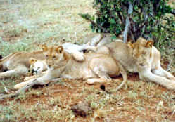 Lions