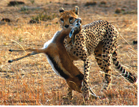 leopard