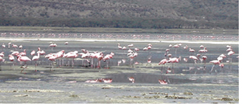 Pelicans and flamingoes