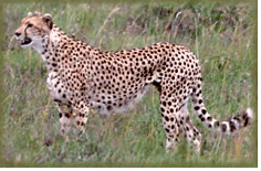 cheetah