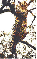 leopard