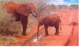 Red Elephants