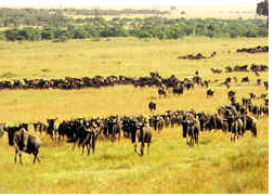Wildebeest Migration